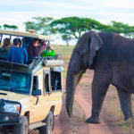 tanzania-elephant-safari.jpg