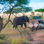 tanzania-elephant-safaris.jpg
