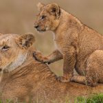Lions in Mara.jpg
