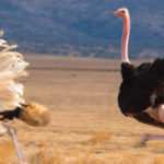 ostritch-in-serengeti.jpg