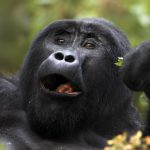 Gorilla Tracking Uganda