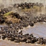 Wildebeest-Migration-in-Masai-Maraas-750x450.jpg