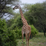 arusha-national-park-tour.jpg