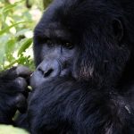 Mountain Gorillas.jpg