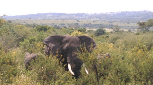Elephants in Queen Elizabeth National Park