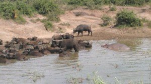 Kazinga-channel-buffaloes0055    