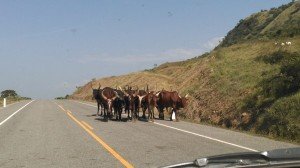 cattle-uganda-travel0151