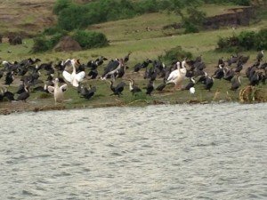 kazinga-channel-birds0350 