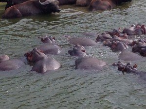 kazinga-channel-buffaloes-hippos0278    