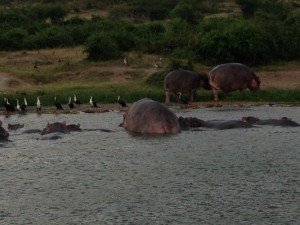 kazinmga-channel-hippos0342    