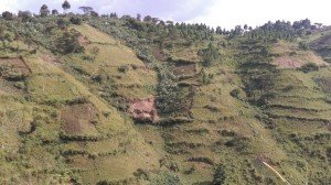terraces-uganda-travel0184    